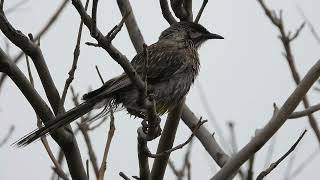 Bird in tree