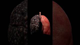 Lungs | फेफड़ो के बारे में आश्चर्यजनक फैक्ट्स  | #indepthlifescience  | #viralshorts