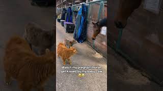 BREAKING NEWS: Pregnant Horse kissed by baby mini cow #equestrian #love #animals #minicow