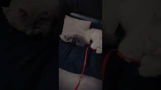 #shorts #trending #youtube #viral #bts #persiancat #shorts