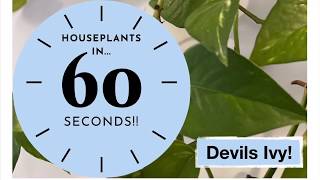 Devils Ivy | Houseplants in 60 Seconds!