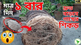 Root Booster Fertilizer: Nurseries Don't Tell You About! গাছের শিকড় বাড়াতে নার্সারিতে কী সার দেয়?