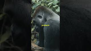 Gorillas: The Gentle Giants of the Jungle!! #shortsvideo   #viralshorts #reels #trending