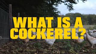 What is a Cockerel?