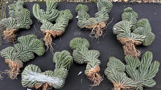 1/6: Rebutia pink, Pachycereus marginatus f. cristatus (Mexican Fence Post) & currently in stocks