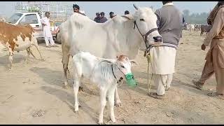 Pakistani market mein India nasl ki gay aur bail