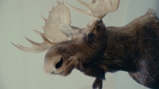 Chris Webby - Moose Head (Official Video)