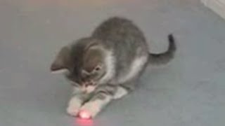 Cats Chasing Laser Pointers Compilation