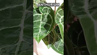 #anthurium #антуриум