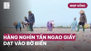 Nhịp Sống : Hàng nghìn tấn ngao giấy dạt vào bờ biển | VnExpress