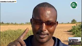 Reportage à Dahra Djolof, Linguère 🇸🇳 Le marché hebdomadaire... @Terangatvsenegal338#senegal #louga