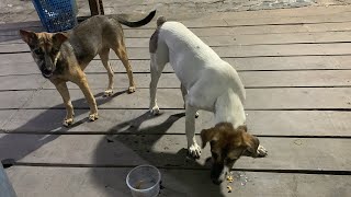 dog eating food. small dog eating food at nigh. pets animals.