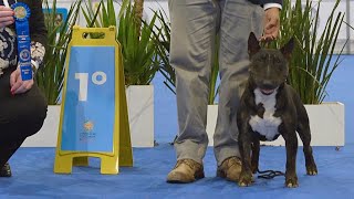 Nano bull terrier miniatura