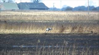 Common Cranes, Manea, Cambs