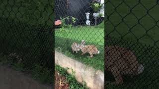 Rabbits getting their breakfast Adorable #shorts