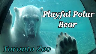 Playful Polar Bear, Toronto Zoo Canada