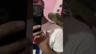 Wild parrot 🦜 wait for end #trending #viralvideo #youtubeshorts