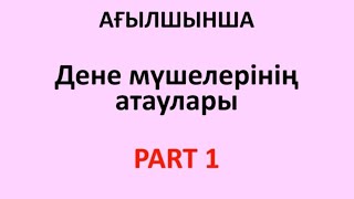 Дене мүшелері. Parts of the Face. Части лица на английском.