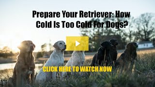 Prepare Your Retriever: How Cold is Too Cold For Dogs?