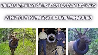 Jelen měl přes dva roky na krku pneumatiku ll The deer had a tire on his neck for over two years