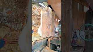 Scream of a sawmill cuts hardwood || #sawmillfactory #sawmill #solidwood  #shorts