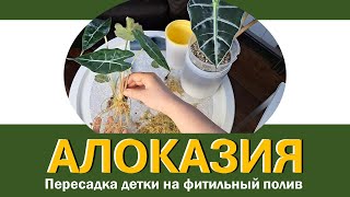 АЛОКАЗИЯ: перевод детки на фитильный полив