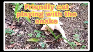 Cat playing with the snake