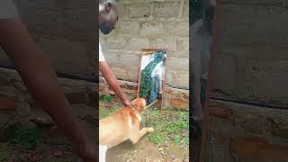 Funny dog 😂 wait end 1M views 🙏👊