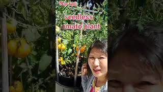 grow super-large fruit tomatoes #shorts - Cà chua trái siêu to