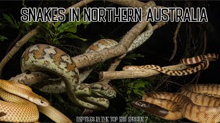 FINDING SNAKES IN NORTHERN AUSTRALIA (Episode 7)