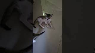 Cat fighting #cat #cats #catlover #viralvideo #videoshorts