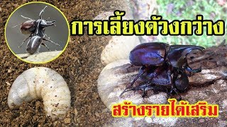 การเพาะเลี้ยงด้วงกว่าง  | เพื่ออนุรักษ์ หรือ ขายสร้างรายได้เสริม |