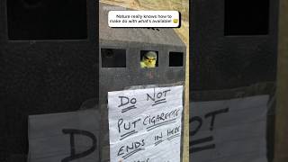 Birds Find Home in Unusual Ashtray