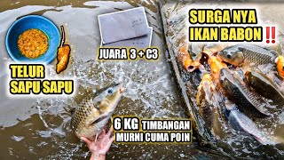 UMPAN TELUR SAPU SAPU DI SURGANYA IKAN BABON‼️ 6 KG MURNI CUMA JADI POIN ⁉️ JUARA INDUK 3 & JAM KE 3