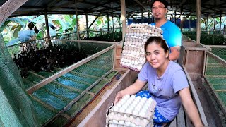 EP-069 | Pamumulot Ng Itlog 75% Egg production At Papataas Pa | Duck Farming