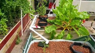 Aquaponics Vlog 9