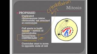 Mitosis Part 1 (Prophase)