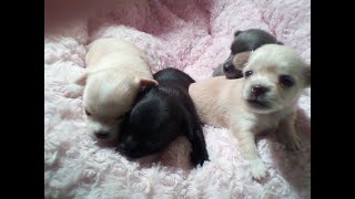 TENDER AND CUTE CHIHUAHUAS, FROM A WEEK TO 5 WEEKS!