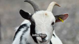 Foot Scald and Foot Rot in Sheep and Goats: Causes, Signs, Prevention, and Treatment