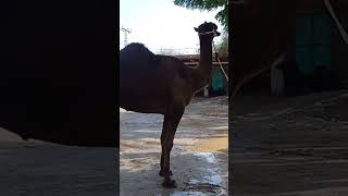 camel Qurbani 2024 #kids #song