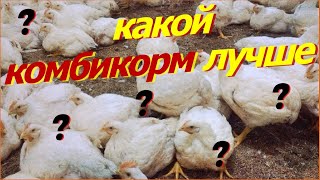 Растут, как на дрожжах! Чем кормить бройлеров?