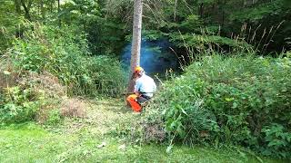 A Former Photographer's First Tree Fell