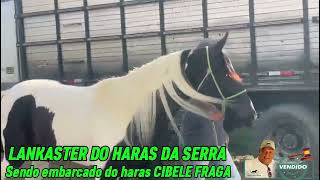 LANKASTER DO HARAS DA SERRA sendo embarcado do haras CIBELE FRAGA