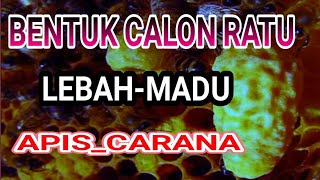 PENGALAMAN PERTAMA DAPAT 15 CALON RATU  LEBAH APIS CARANA HASIL BERBURU