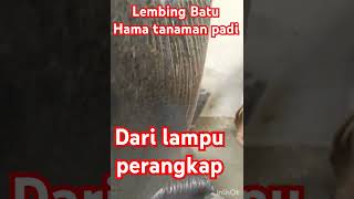 tangkapan hama tanaman padi#lampu #perangkap