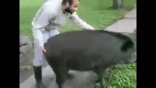 Покатался верхом на кабанчике. I ride a boar