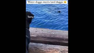 WATER DOGGO MEET LAND DOGGO 😂😄😂😂😂