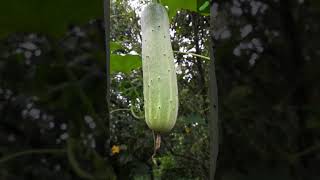 Fresh Cucumbers starting to grow on vines #shorts #fruits #cucumber