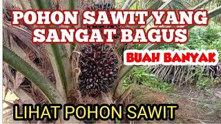 POHON SAWIT YANG SANGAT BAGUS, BUAH BANYAK @NengChilaChilatoz