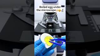 Egg yoke under the microscope 🔬 #microscope #shortfeed #shorts #fyp #egg